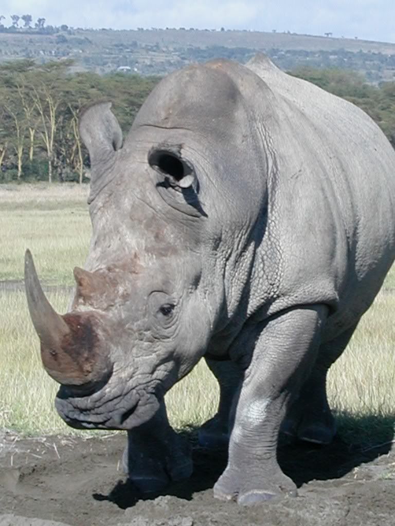  - Rhino_Kenya