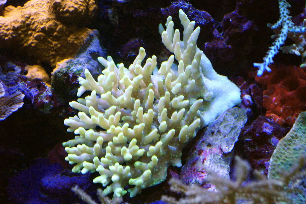 Lokani Coral