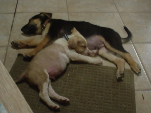 perros