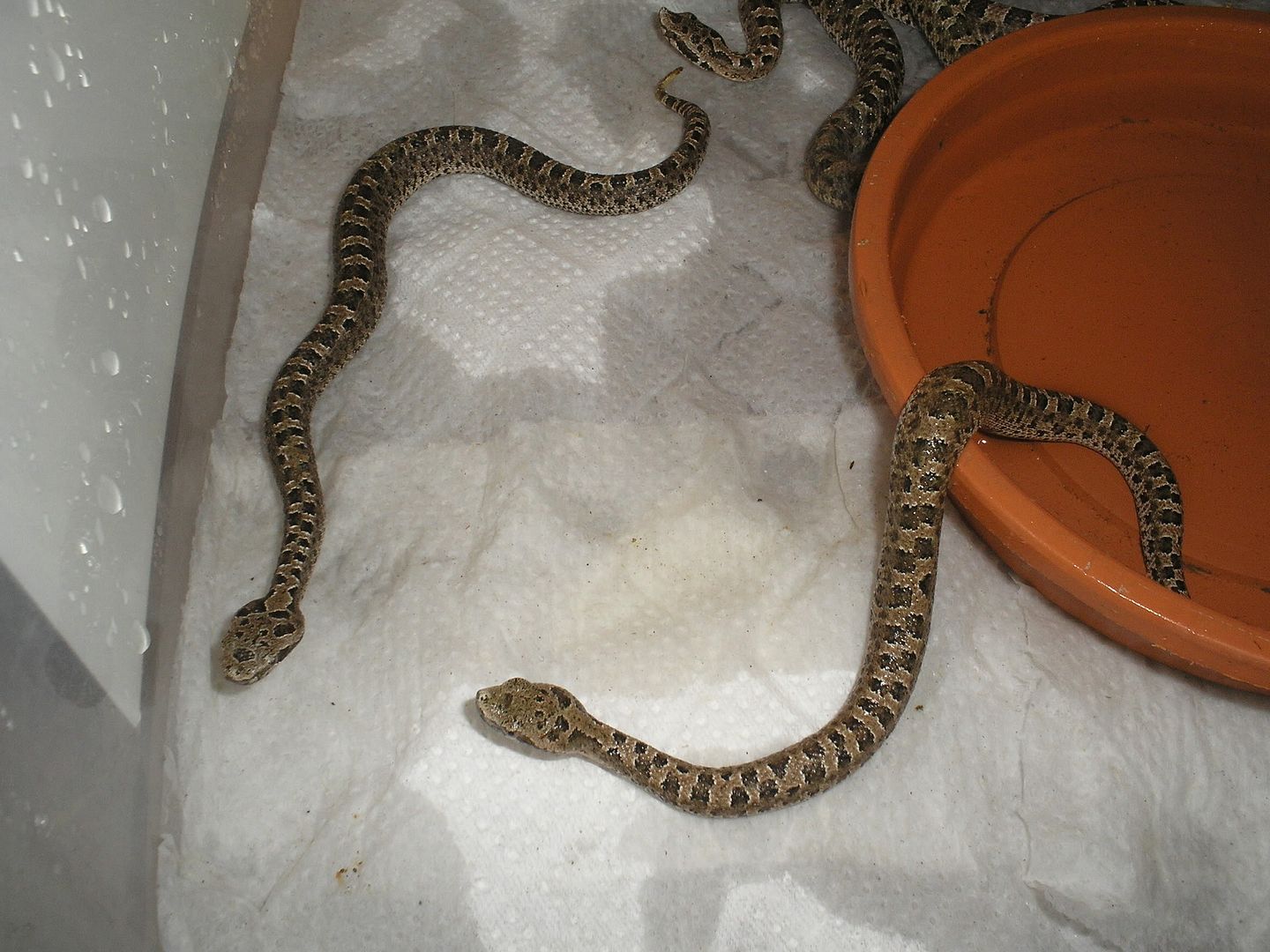 Crias de Bothrops ammodytoides Yarará ñata Patagonia Lancehead Snub