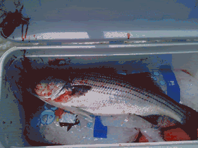 fishing,striped bass,chesapeake bay,trolling