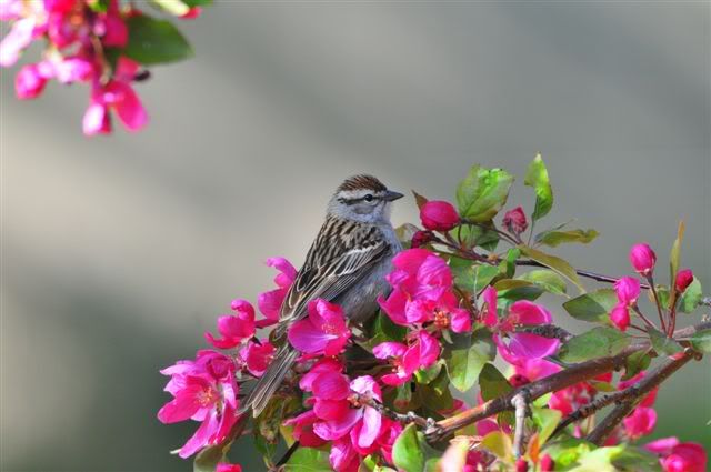 Clay-colored_Sparrow_001.jpg picture by jangong