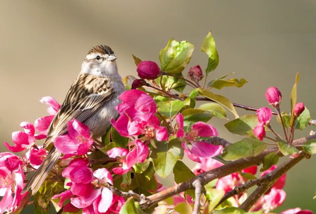 Clay-colored_Sparrow_027_copy_2.jpg picture by jangong