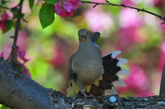 MourningDove056.jpg picture by jangong