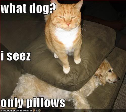 funny-pictures-cat-hides-dog-under-.jpg