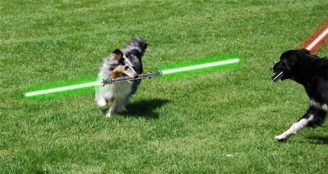 [img width=640 height=341]http://i565.photobucket.com/albums/ss95/animalswithlightsabers/JediDogSmall01.jpg[/img]