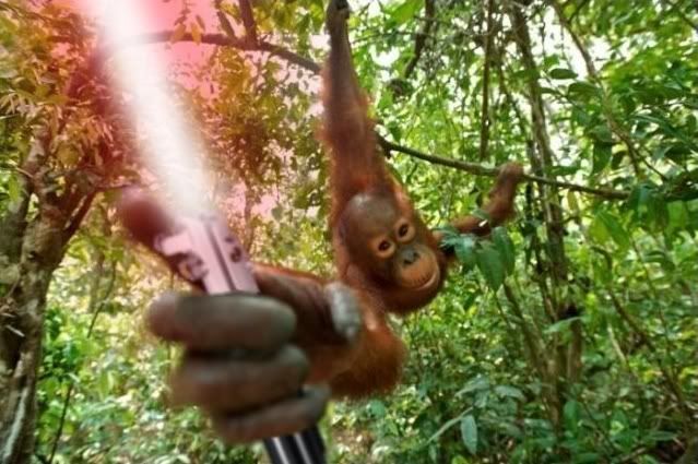 http://i565.photobucket.com/albums/ss95/animalswithlightsabers/Orangutan1024.jpg