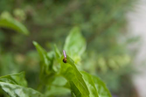 http://i565.photobucket.com/albums/ss95/animalswithlightsabers/ladybug.jpg