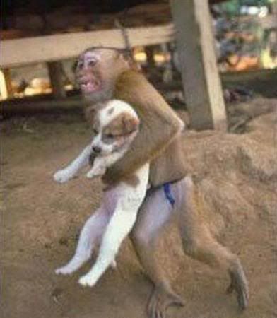 funny images of monkeys. funny-pictures-animals-monkeys