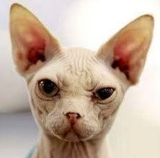 skepticalcatd128531540012656250.jpg