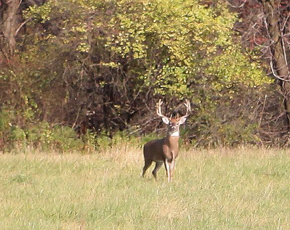 IMAGE: http://i565.photobucket.com/albums/ss97/Jeepin951/Hugebuckcopy.jpg