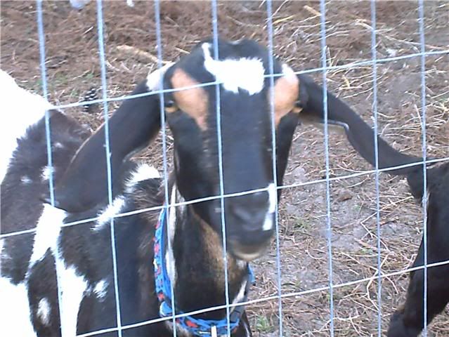 Pix of my new goats! - Goats