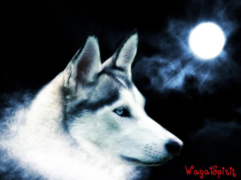 wallpaper wolf. Moon Light wolf Wallpaper