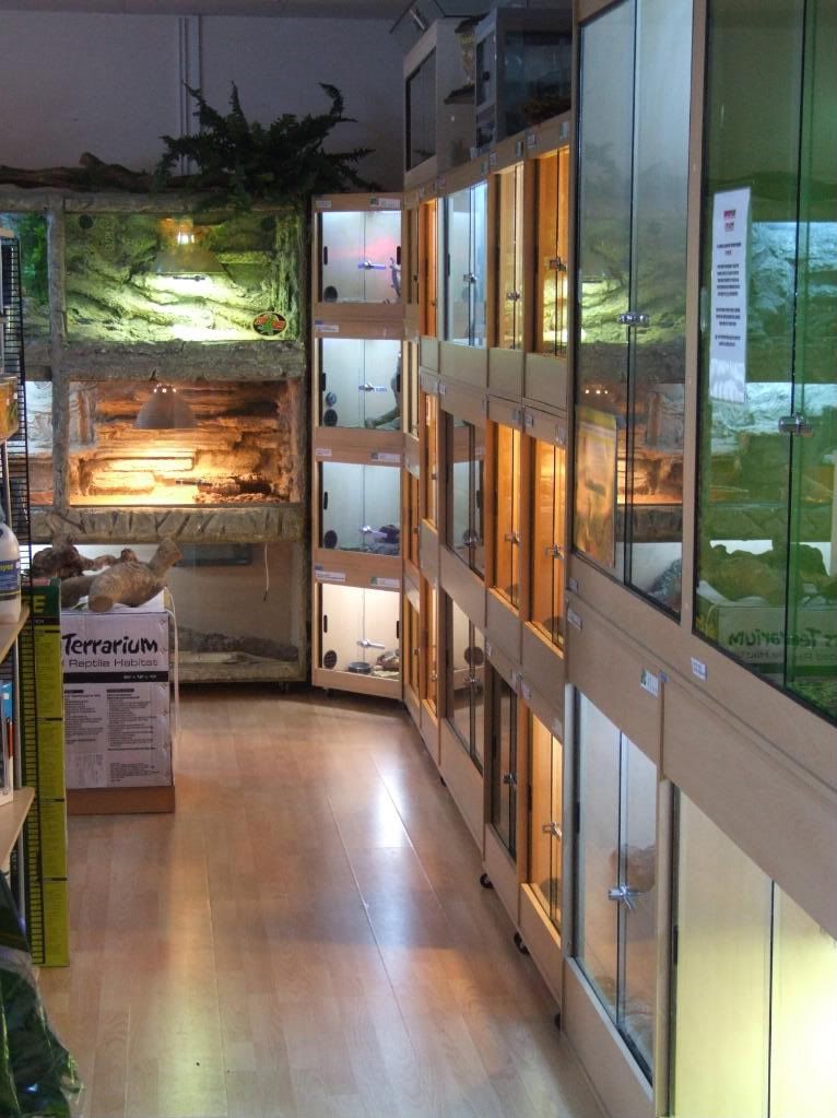 Reptile World Reptile Forums