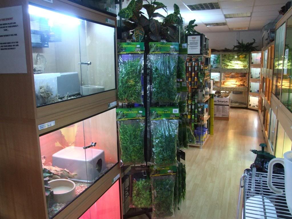 Reptile World Reptile Forums