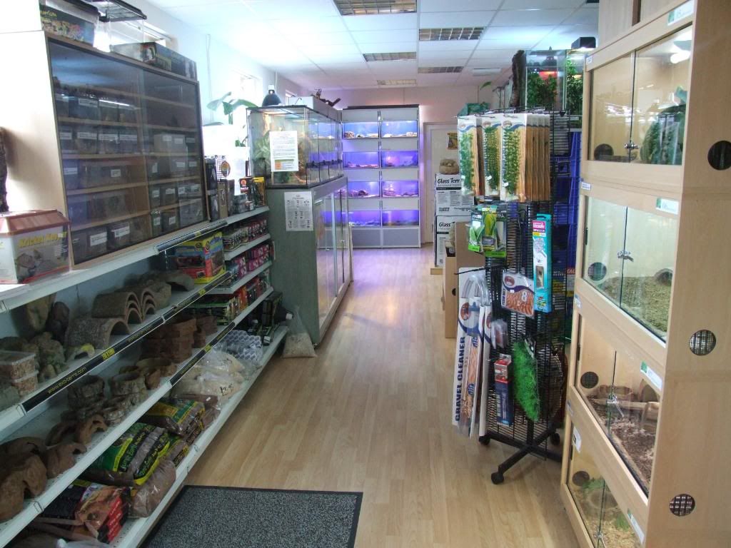 Reptile World Reptile Forums