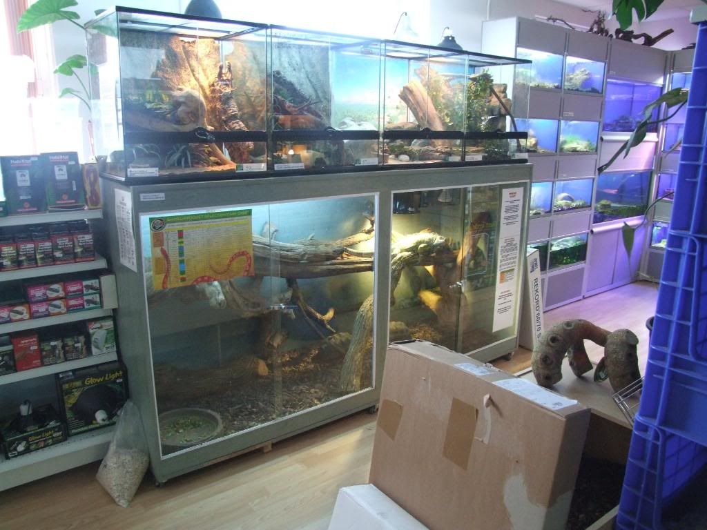 Reptile World Reptile Forums