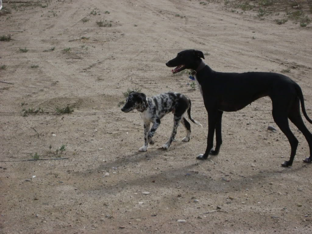 pups12weeks009.jpg