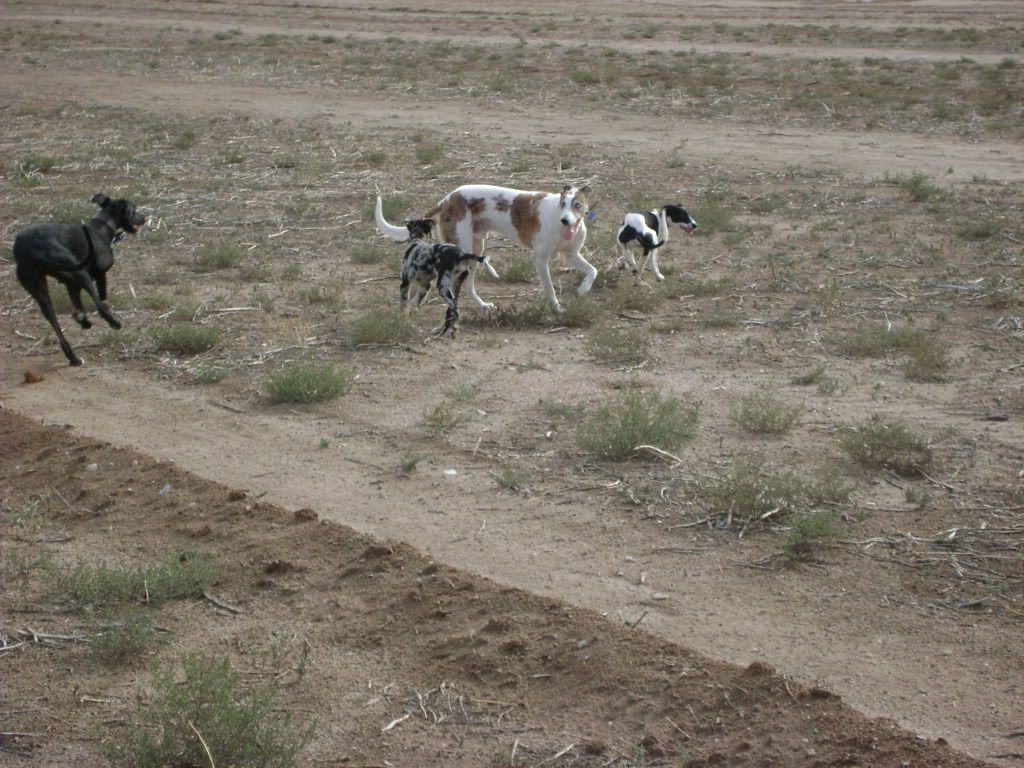 pups12weeks011.jpg
