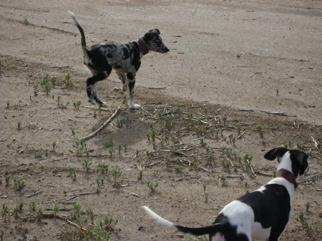 pups12weeks012.jpg