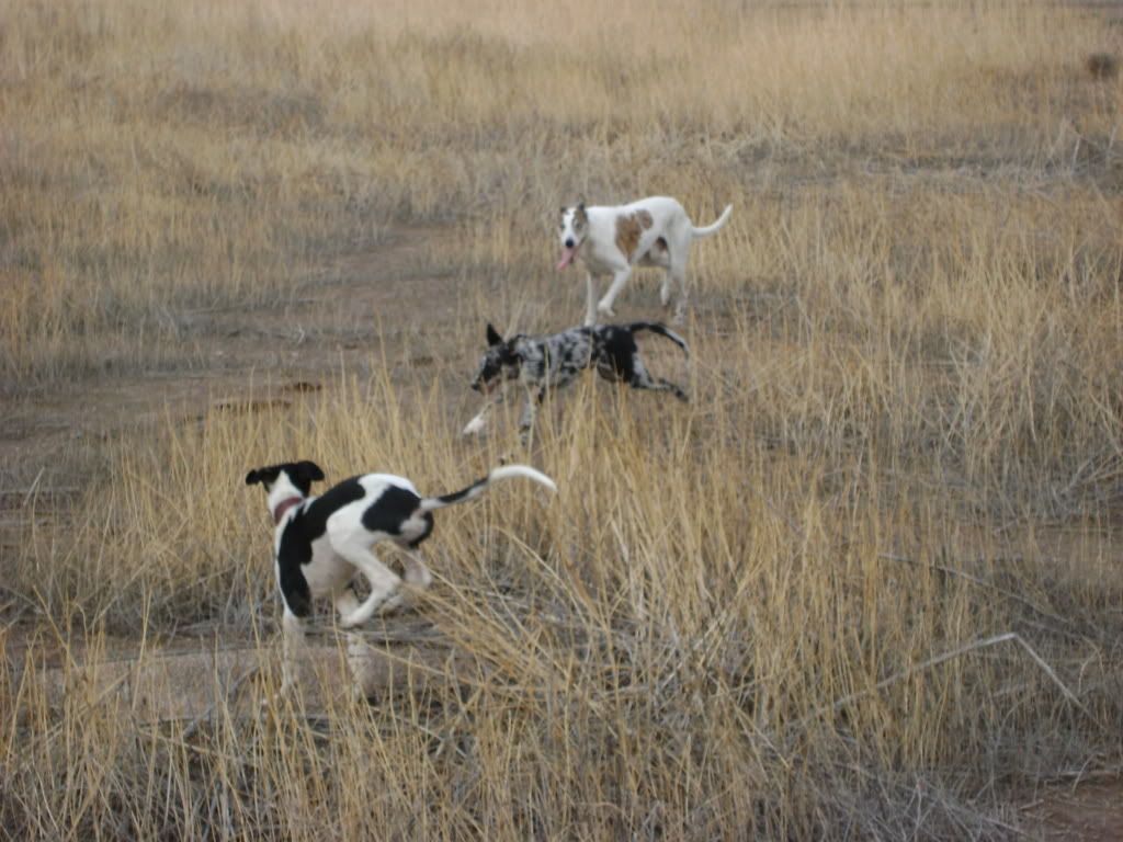 pups12weeks016.jpg