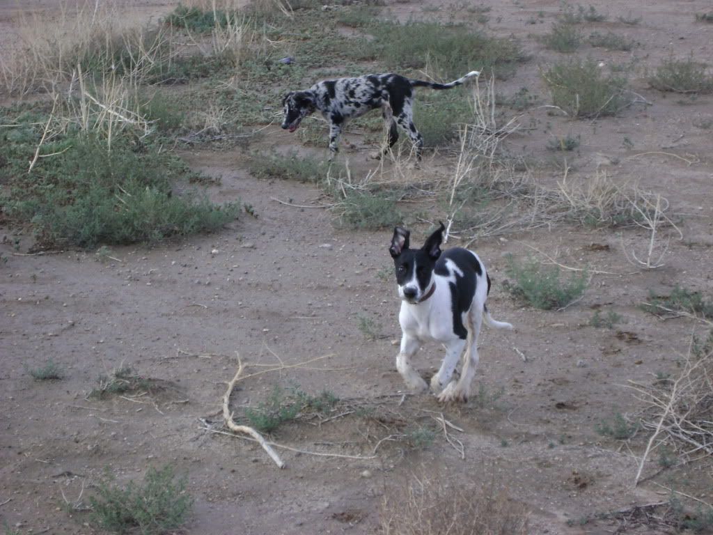 pups12weeks022.jpg