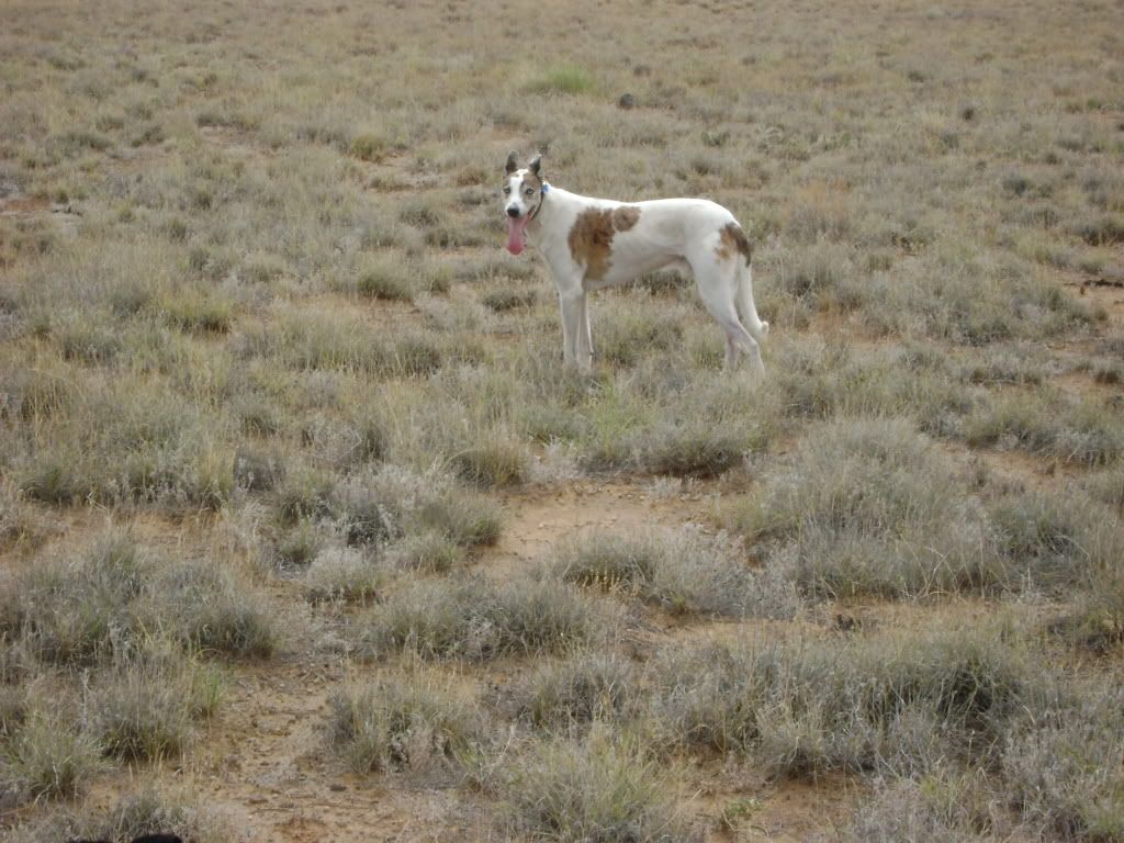 pupsindesert001.jpg
