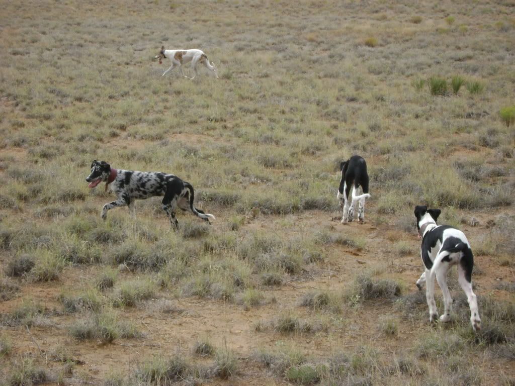 pupsindesert009.jpg