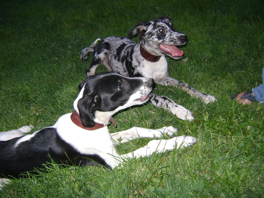 pupsindesert013.jpg