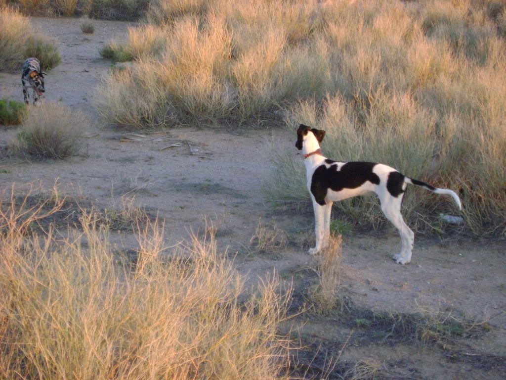 pupsindesert014.jpg