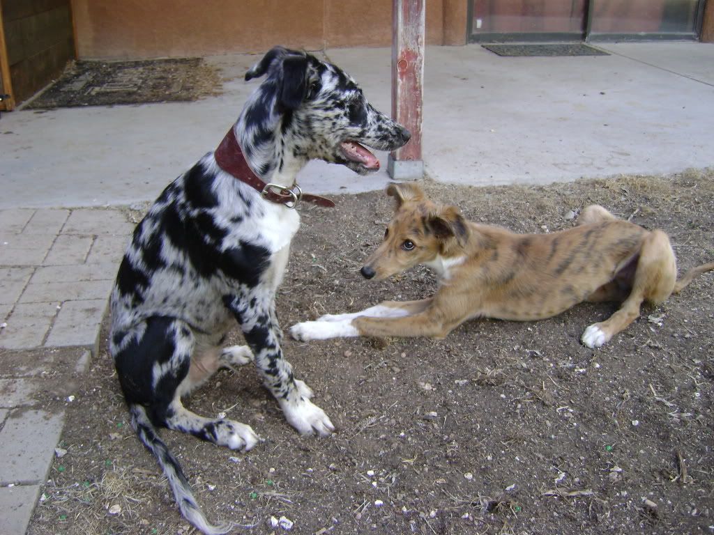 pupsindesert048.jpg