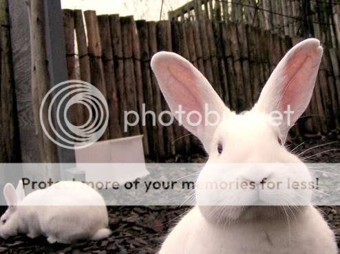 cute-bunny.JPG